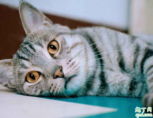 虎斑貓的壽命一般在幾年 英短有虎斑貓嗎2