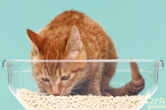 猫砂可以自己做吗 怎么教猫咪用猫砂埋屎3