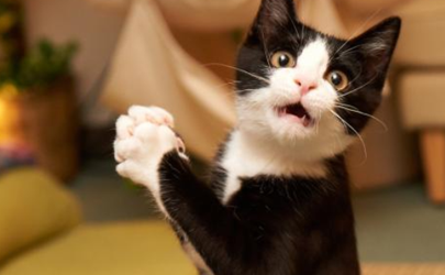 猫咪吃猫砂会中毒吗  猫砂可能引发主人过敏吗