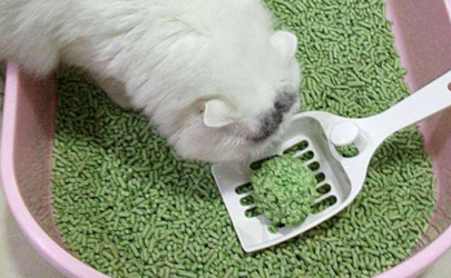 猫砂可以自己做吗 怎么教猫咪用猫砂埋屎