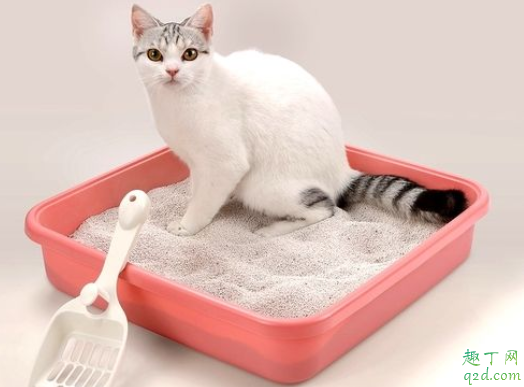 猫|猫需要几个猫砂盆 两只猫可以共用一个猫砂盆吗
