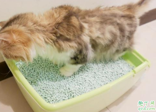 幼猫几个月开始用猫砂 怎么教幼猫用猫砂上厕所2