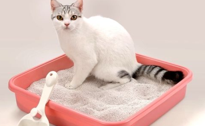 猫需要几个猫砂盆 两只猫可以共用一个猫砂盆吗