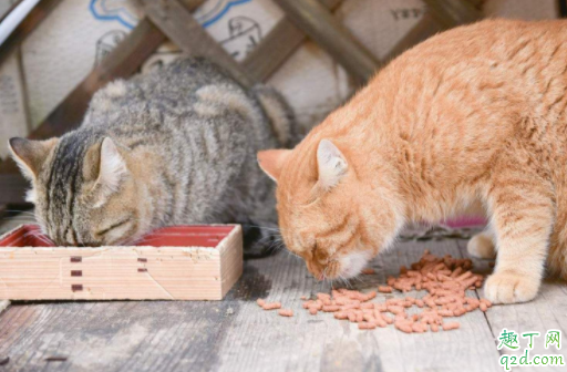 猫咪两个月能吃鸡肉吗 2个月猫一天吃多少猫粮1