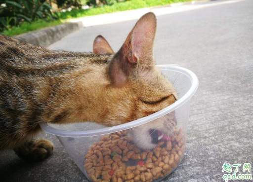 猫咪两个月能吃鸡肉吗 2个月猫一天吃多少猫粮4