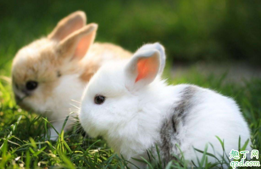 兔子|为什么不能给兔子喂水 喂兔子的草为什么不能有水