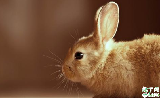 兔子眼睛凸出来是什么原因 兔子眼睛凸起来怎么办4