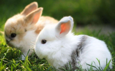 为什么不能给兔子喂水 喂兔子的草为什么不能有水