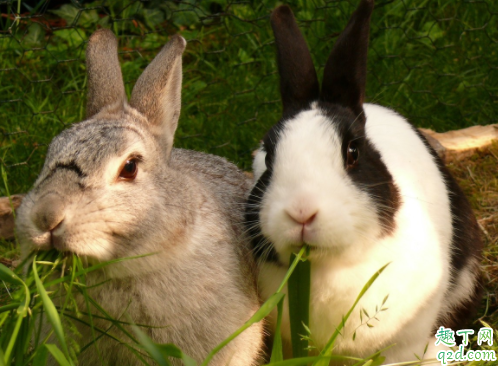 兔子怎么分公母 兔子需要做绝育手术吗3