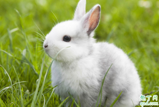 兔子咬毛吃是什么病 母兔子为什么咬小兔子1