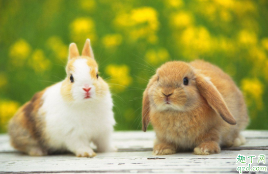 兔子咬毛吃是什么病 母兔子为什么咬小兔子2