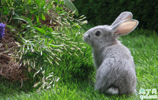 兔子幼崽吃什么 路边买的小兔子吃什么才容易活1