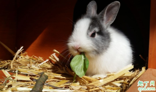 兔子幼崽吃什么 路边买的小兔子吃什么才容易活2