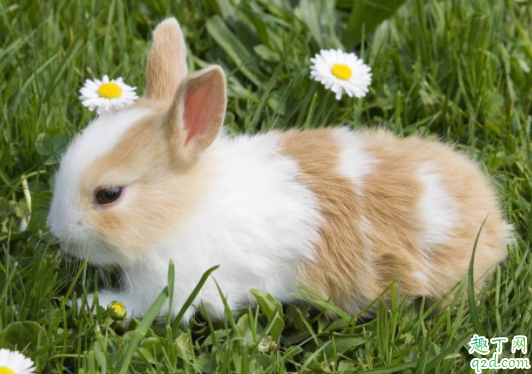 兔子幼崽吃什么 路边买的小兔子吃什么才容易活3