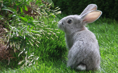 兔子幼崽吃什么 路边买的小兔子吃什么才容易活