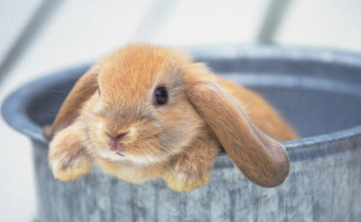 兔子刚生出来有毛吗 小兔子全身发抖是怎么回事