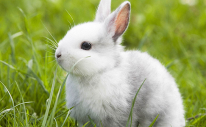 兔子咬毛吃是什么病 母兔子为什么咬小兔子