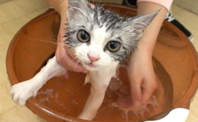 猫咪洗澡后常反吐怎么了 猫咪洗了澡后一直睡是什么原因