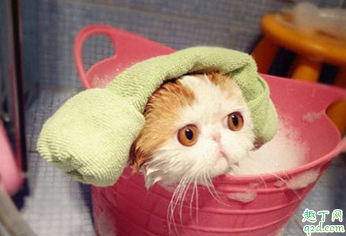 两个月|两个月大的猫咪能洗澡吗 猫咪一年不洗澡会怎么样