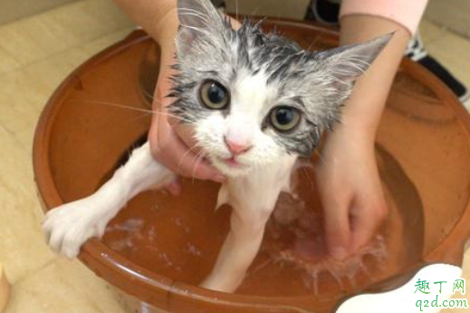 猫咪洗澡后常反吐怎么了 猫咪洗了澡后一直睡是什么原因1