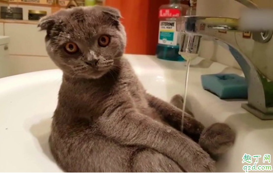 猫绝育前一天可以洗澡吗 猫咪耳螨期间可以洗澡吗2