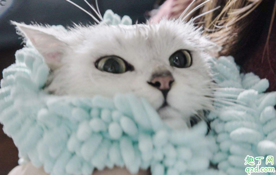 猫绝育前一天可以洗澡吗 猫咪耳螨期间可以洗澡吗1
