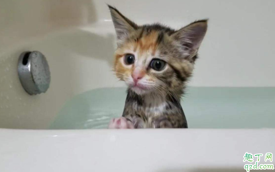 猫绝育前一天可以洗澡吗 猫咪耳螨期间可以洗澡吗4