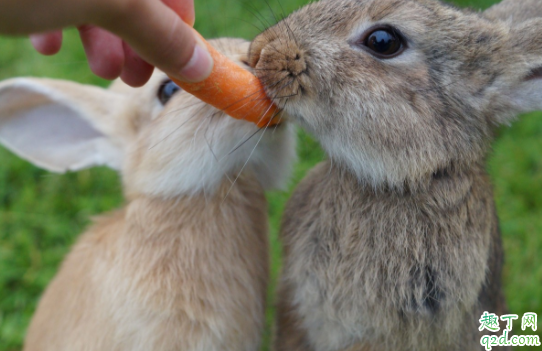哪种兔子生长快 兔子怎么喂养长得快1
