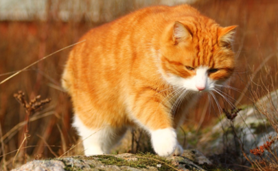 猫咪毛囊炎会传染吗 猫咪毛囊炎会痒吗