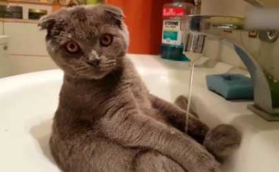 猫绝育前一天可以洗澡吗 猫咪耳螨期间可以洗澡吗