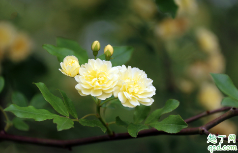 木香花好養(yǎng)活不 木香花怎樣養(yǎng)花開旺盛2