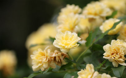 木香花好养活不 木香花怎样养花开旺盛