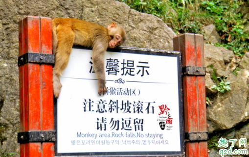 黔灵山公园猴子在哪里 黔灵山公园有熊猫吗4