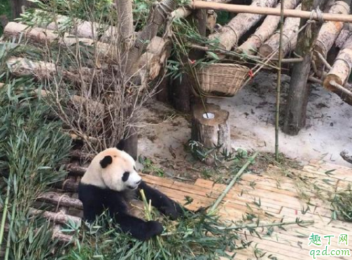 黔灵山公园猴子在哪里 黔灵山公园有熊猫吗3