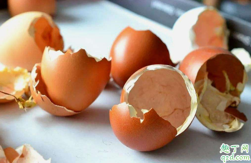 鸡蛋壳没处理能养花吗 鸡蛋壳用来养花正确的做法1