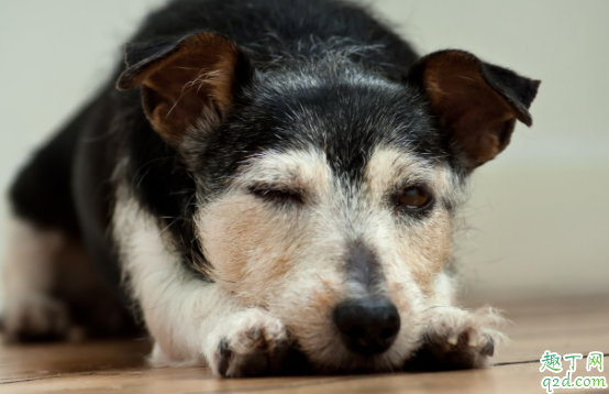 被自家狗子抓了要打育苗嗎 小狗會(huì)有狂犬病病毒嗎2