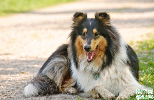 被自家狗子抓了要打育苗嗎 小狗會(huì)有狂犬病病毒嗎4