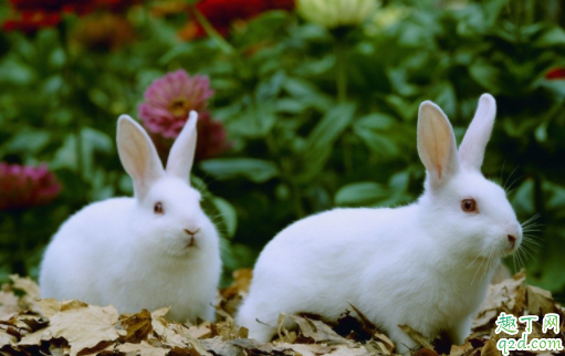 兔子耳朵凉的是怎么了 兔子耳朵热是怎么回事2