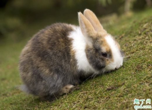 兔子耳朵凉的是怎么了 兔子耳朵热是怎么回事3