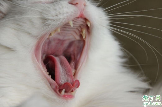 猫咪换牙是几个月 猫咪换牙牙齿掉肚子里会吐出来吗3