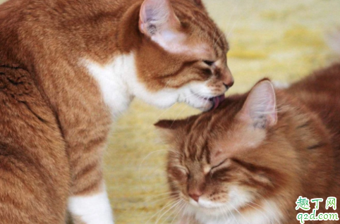 猫咪|猫咪爱舔人是什么意思 猫咪舔人头发是什么意思啊