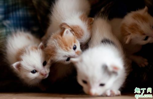 奶猫羊奶粉一次喂多少 幼猫一天喝几次羊奶粉1