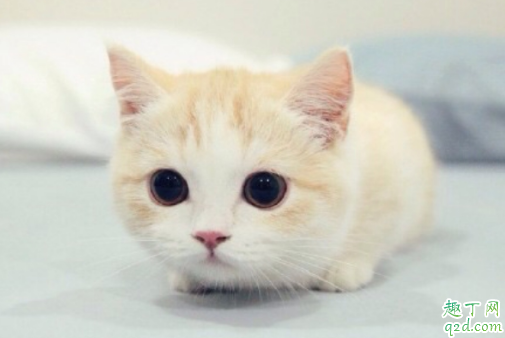 奶猫羊奶粉一次喂多少 幼猫一天喝几次羊奶粉2