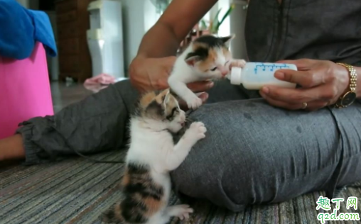 奶猫羊奶粉一次喂多少 幼猫一天喝几次羊奶粉3