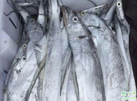 带鱼宽的窄的哪种好吃 带鱼国产的好吃还是进口的好2