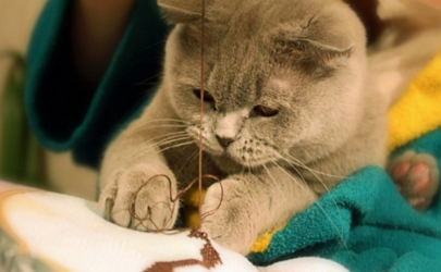 为什么猫咪做了驱虫还是挠 40天小猫能体外驱虫吗