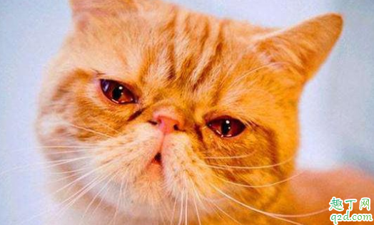 猫流泪是伤心还是生病 猫咪忽然流眼泪是怎么了1