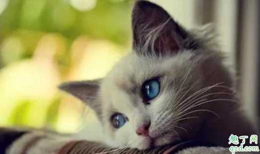 猫流泪是伤心还是生病 猫咪忽然流眼泪是怎么了3