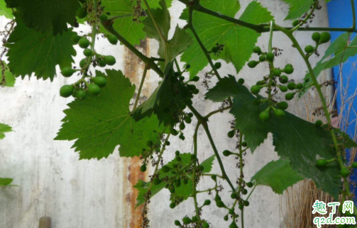 葡萄树秋季可以移活吗 怎样给葡萄树修枝1