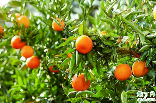 冬季可以移栽柑橘树吗 柑橘树移栽后怎么提高成活率1